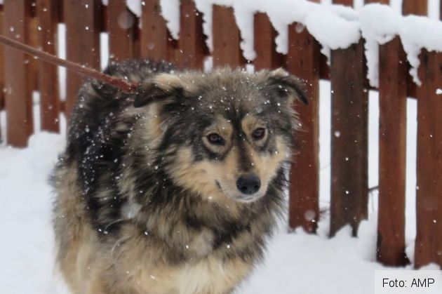 catei salvati 4_263590.jpg