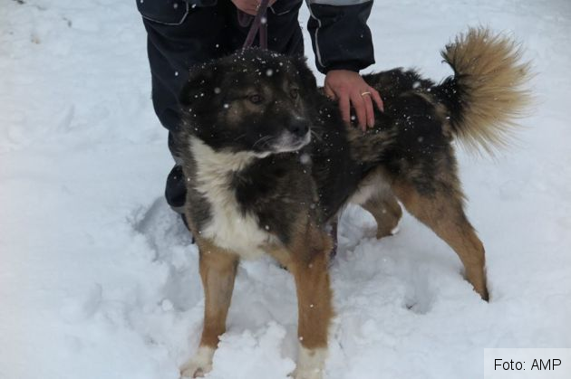 catei salvati 5_263585.jpg