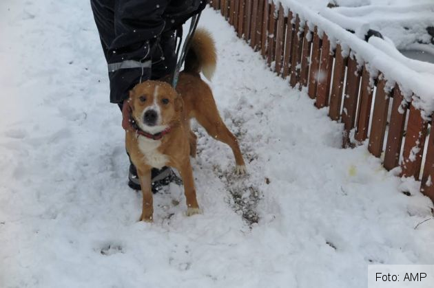 catei salvati 6_263588.jpg