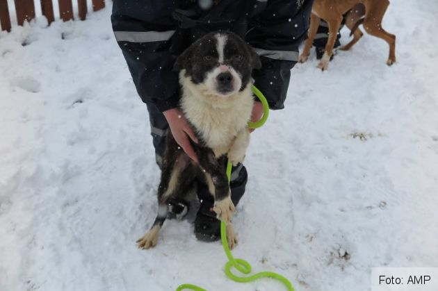 catei salvati 7_263587.jpg