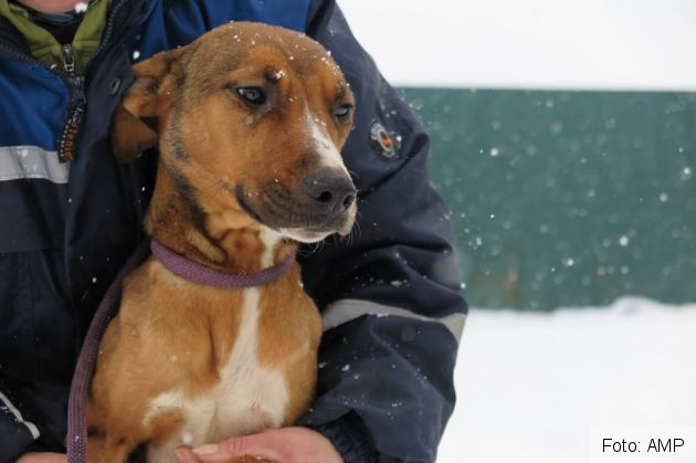 catei salvati 8_263591.jpg