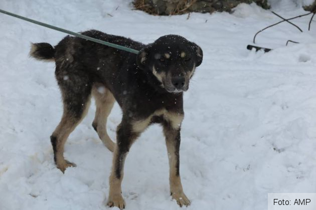 catei salvati 9_263593.jpg