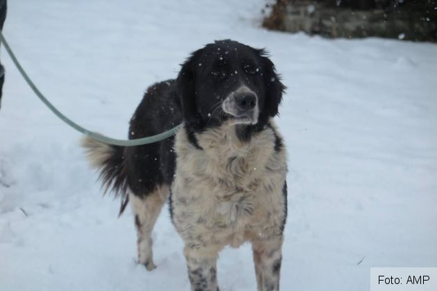 catei salvati_263594.jpg