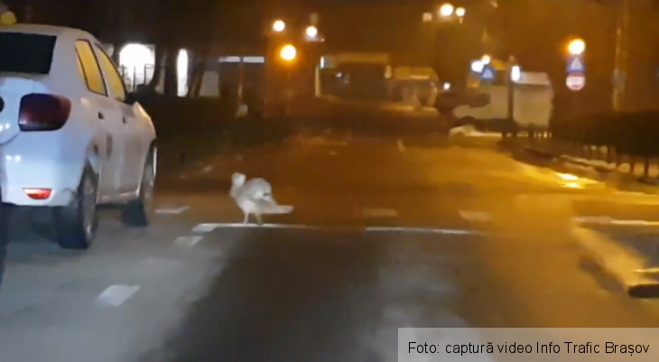 iepuras 2_263639.png