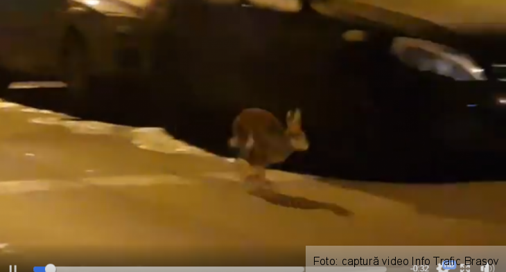 iepuras 3_263638.png