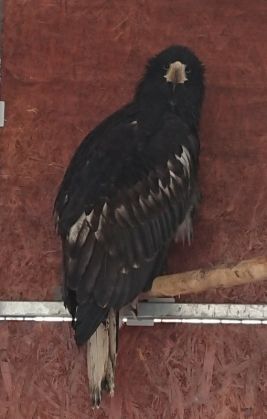 O pereche de vulturi Steller, unică în ţară, la ZOO BRAŞOV. 2 vultur_263874.jpg