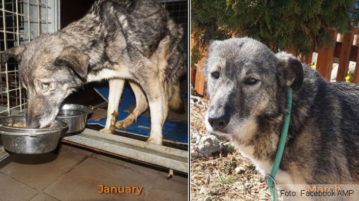 catel prejmer 2_265137.jpg