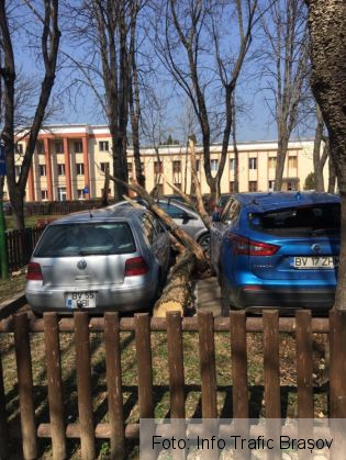 BRAȘOV. Copac căzut peste autoturisme, în Tractorul (FOTO) 3 copaci tractorul 2_265304.jpg