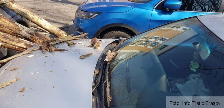 BRAȘOV. Copac căzut peste autoturisme, în Tractorul (FOTO) 2 copaci tractorul 3_265306.jpg