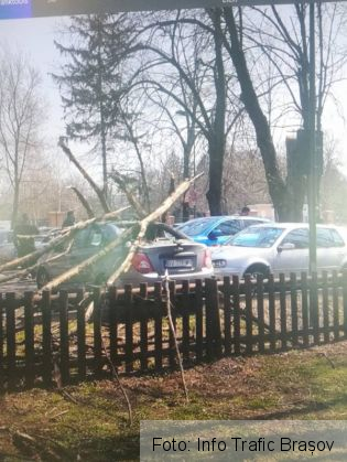 BRAȘOV. Copac căzut peste autoturisme, în Tractorul (FOTO) 4 copaci tractorul 4_265307.jpg