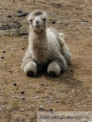 Doi pui de cămilă, vedete la ZOO, în Prahova 2 pui de camila_266205.jpeg