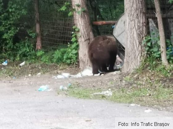 BRAȘOV. Urși filmați în timp ce mâncau din gunoaie, la Cotul Donului (FOTO) 2 FB_IMG_1558548571469_267486.jpg