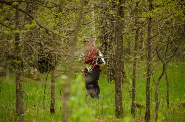 Poiana Narciselor 1_266981.jpg