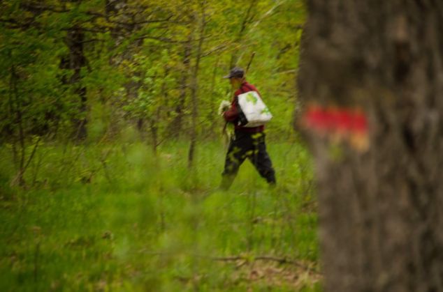 Poiana Narciselor 2_266982.jpg