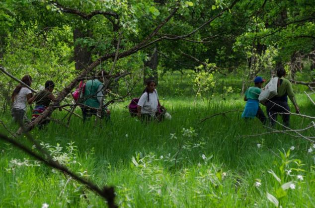 Poiana Narciselor 6_266987.jpg