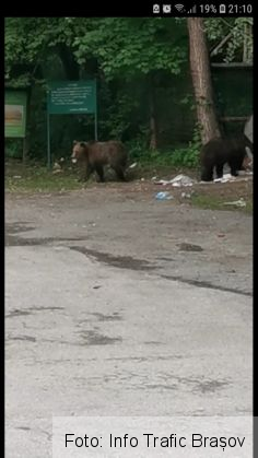 BRAȘOV. Urși filmați în timp ce mâncau din gunoaie, la Cotul Donului (FOTO) 3 Screenshot_20190522-211006_Facebook_267484.jpg
