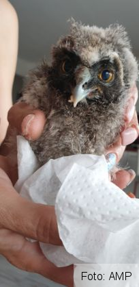 bufnita 2_267667.jpg