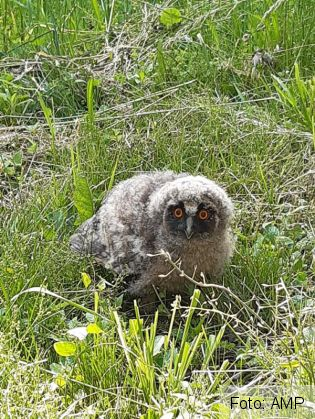 bufnita 3_267668.jpg