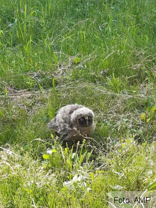 bufnita 4_267670.jpg