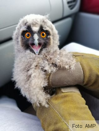 bufnita 5_267671.jpg