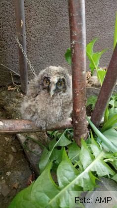 bufnita 6_267672.jpg