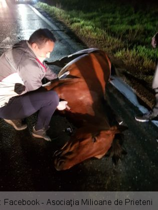 cai morti 3_266925.jpg