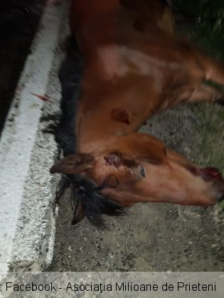 cai morti 4_266929.jpg