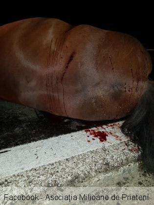 cai morti 5_266926.jpg