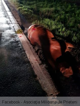 cai morti 6_266930.jpg