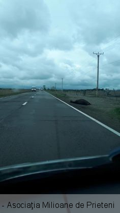 cai morti dn 11_266928.jpg