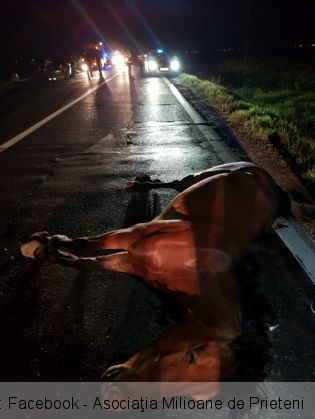 cai morti_266931.jpg