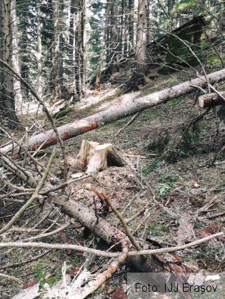 jandarmi lemne_267178.jpg