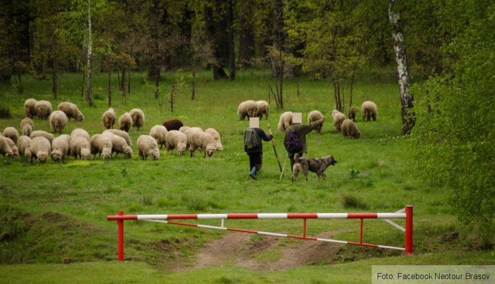 poiana narciselor 4_266847.jpg