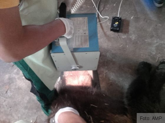 BRAȘOV. Ursoaica lovită de mașină pe DN 1 a trecut printr-o nouă intervenție medicală 2 IMG-20190704-WA0016_269537.jpg