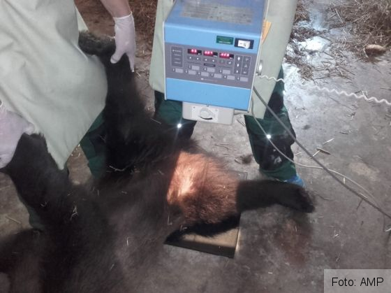 BRAȘOV. Ursoaica lovită de mașină pe DN 1 a trecut printr-o nouă intervenție medicală 3 IMG-20190704-WA0018_269538.jpg