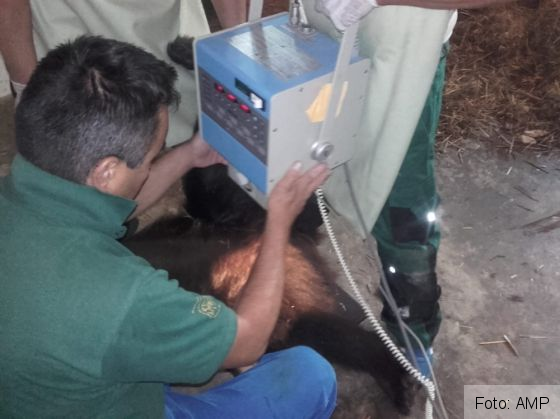 BRAȘOV. Ursoaica lovită de mașină pe DN 1 a trecut printr-o nouă intervenție medicală 5 IMG-20190704-WA0019_269540.jpg