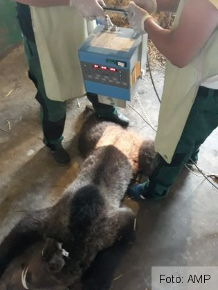 BRAȘOV. Ursoaica lovită de mașină pe DN 1 a trecut printr-o nouă intervenție medicală 6 IMG-20190704-WA0021_269541.jpg