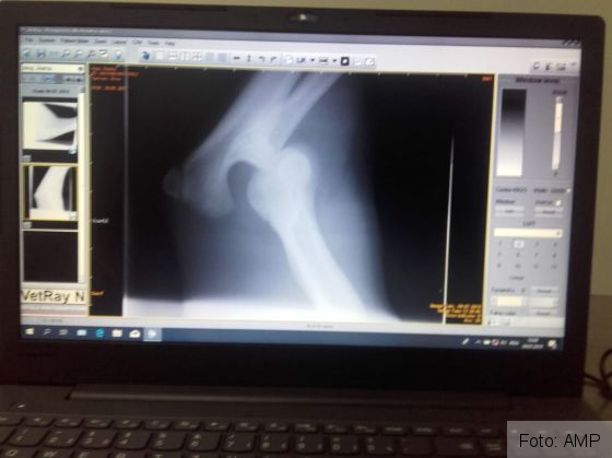 BRAȘOV. Ursoaica lovită de mașină pe DN 1 a trecut printr-o nouă intervenție medicală 4 IMG-20190704-WA0022_269539.jpg