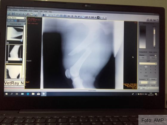 BRAȘOV. Ursoaica lovită de mașină pe DN 1 a trecut printr-o nouă intervenție medicală 7 IMG-20190704-WA0023_269542.jpg