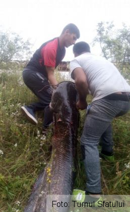 pesti morti 3_270381.jpg