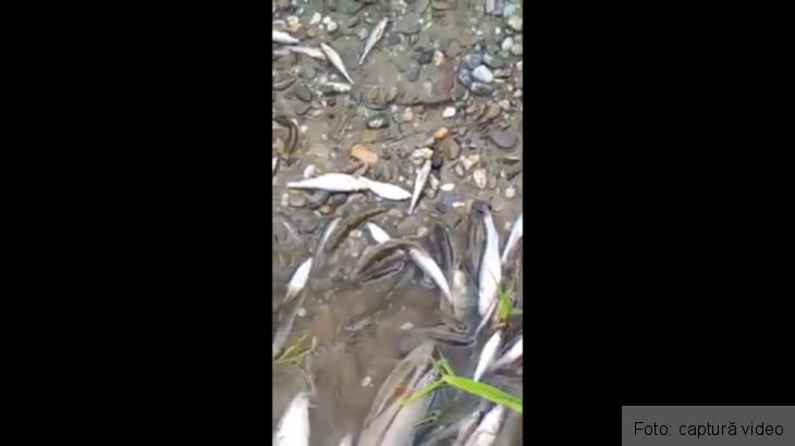 pesti morti_270382.png