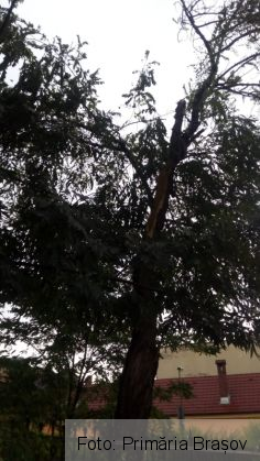 BRAȘOV. Furtuna de joi seara a făcut ravagii în oraș. Ce spune Primăria?!... 2 IMG-20190809-WA0011_270962.jpg