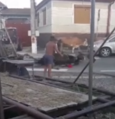 cal cazut_271414.png