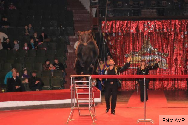 ursoaice 3_272895.jpg