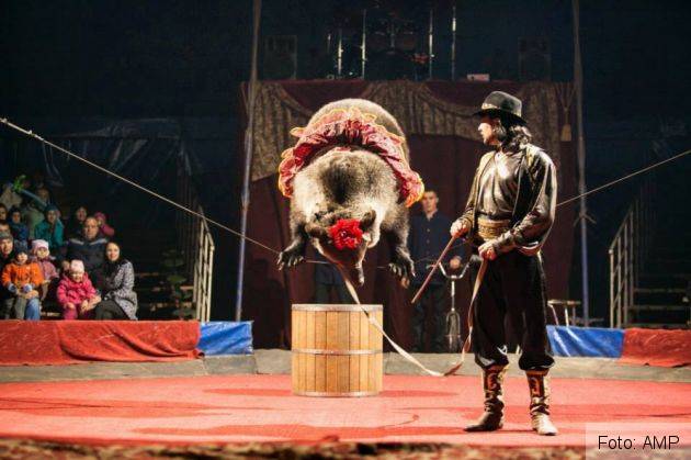 ursoaice 4_272897.jpg