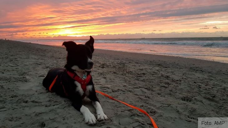 catelusa salvata 2_274258.jpg