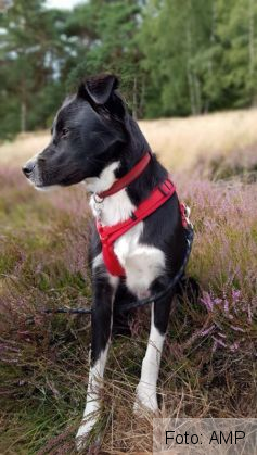 catelusa salvata 3_274262.jpg