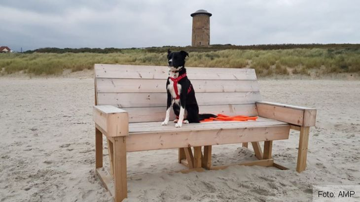 catelusa salvata 4_274260.jpg