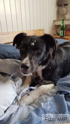 catelusa salvata 5_274259.jpg