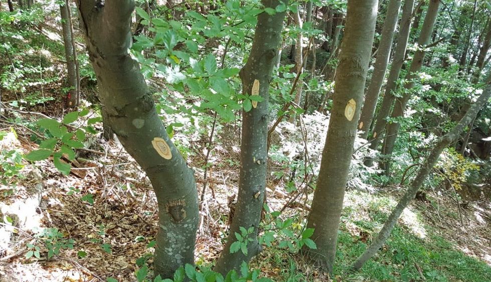 Update.BRAȘOV. Reacția primarului George Scripcaru la protestele legate de drumul forestier Gorița 2 marcaje2.jpg